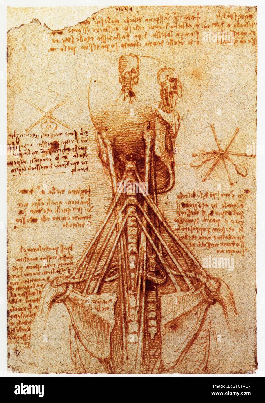 Leonardo da Vinci.1452-1519.étude des vertèbres cervicales. Foto Stock