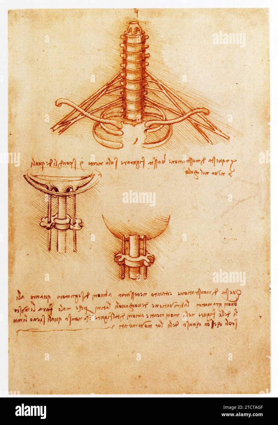 Leonardo da Vinci.1452-1519.étude des vertèbres cervicales et de la base della gru . Foto Stock
