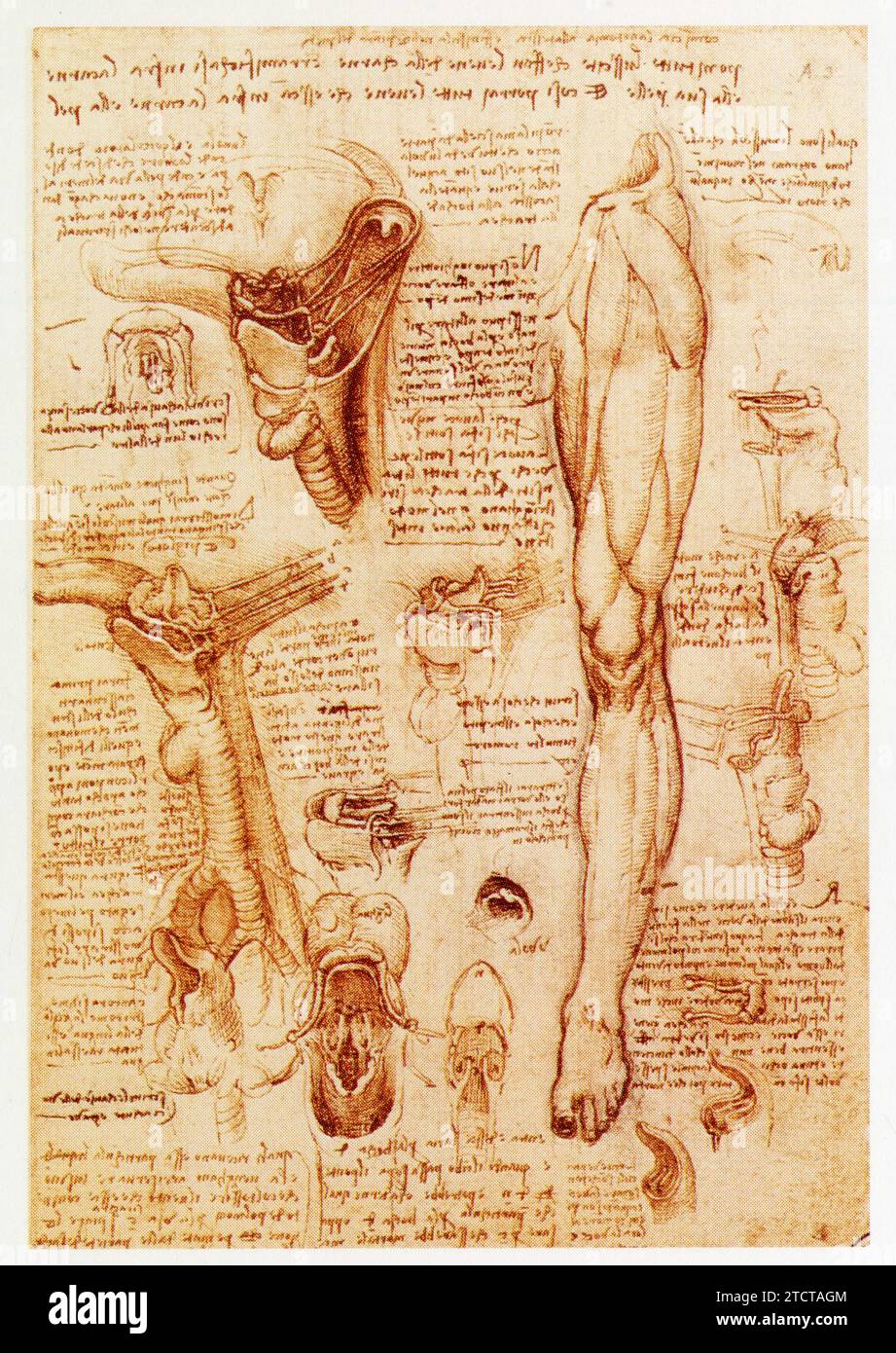 Leonardo da Vinci.1452-1519.étude de la Gorge et d'un membre inférieur. Foto Stock