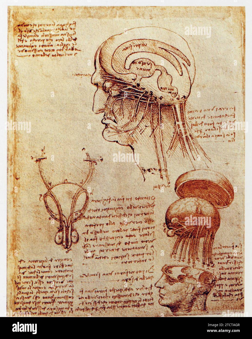 Leonardo da Vinci.1452-1519.étude du Crane et du cerveau. Foto Stock
