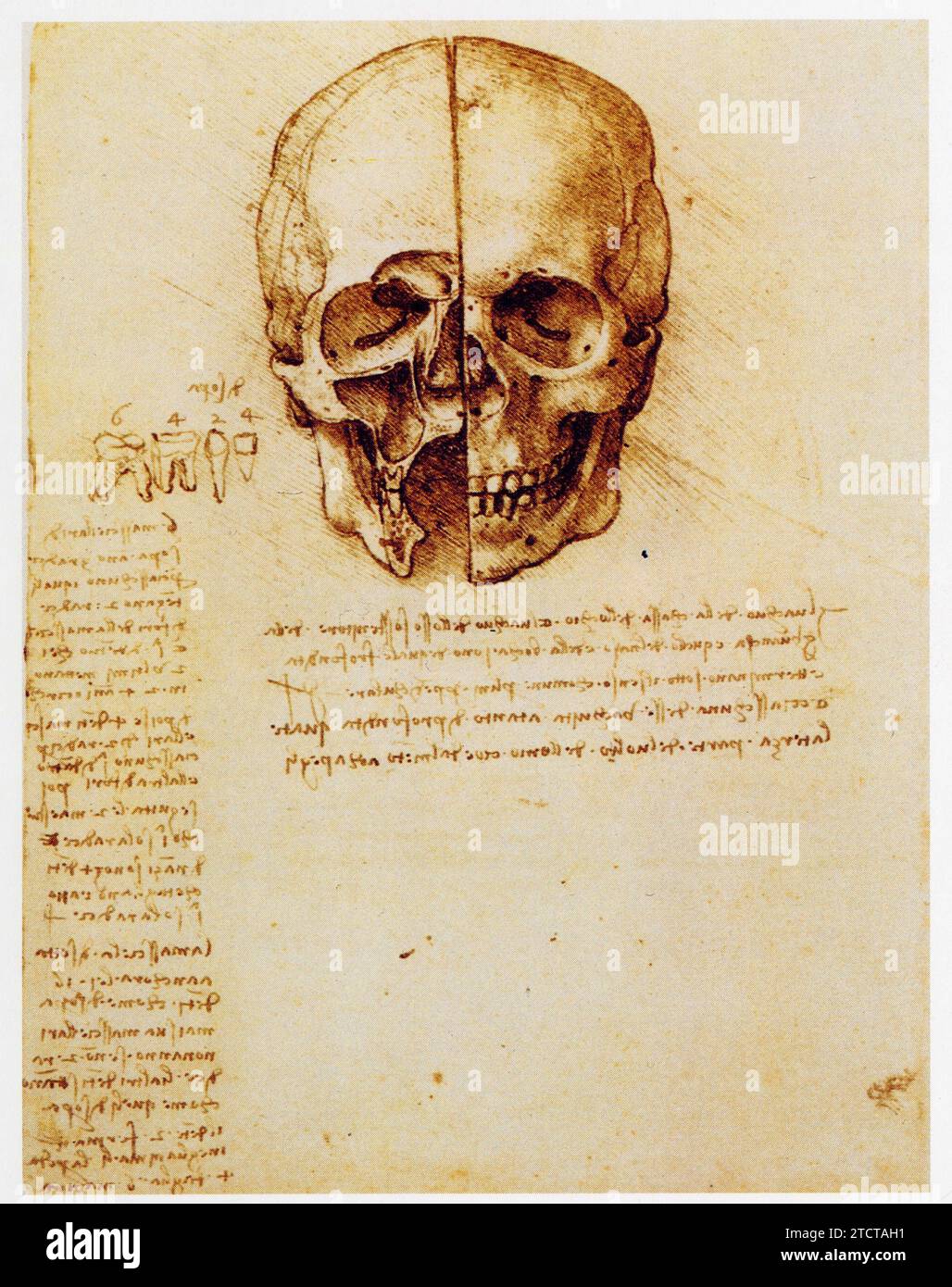 Leonardo da Vinci.1452-1519.études du gru. Foto Stock