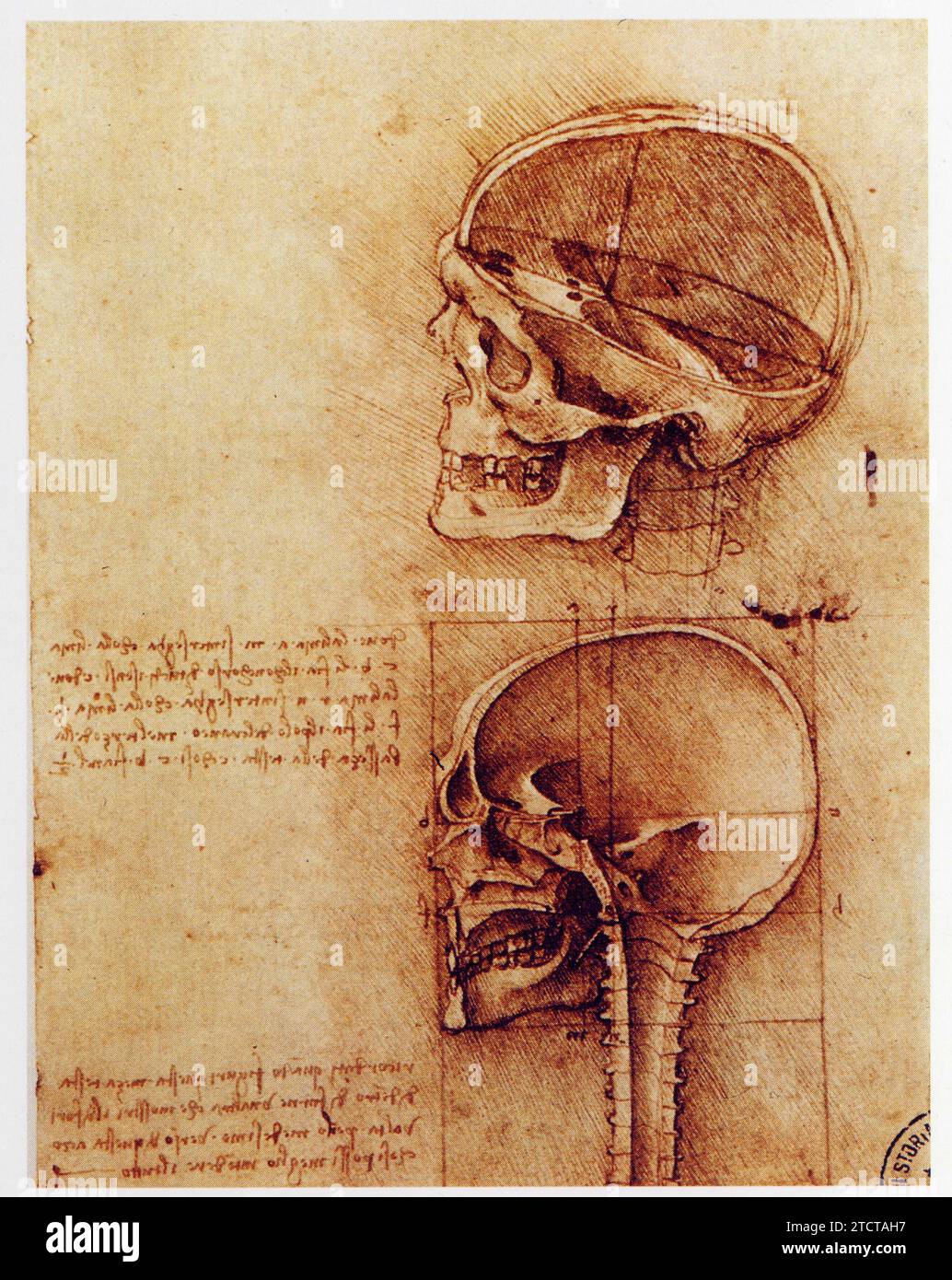 Leonardo da Vinci.1452-1519.études du gru. Foto Stock