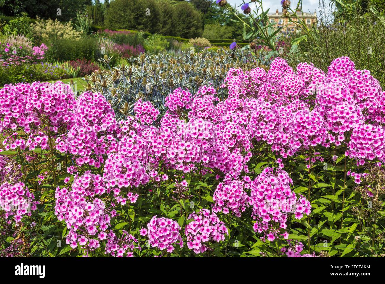 Alte piante rosa e resistenti di phlox in piena fioritura in un grande bordo erbaceo contro gli eringi blu. Foto Stock