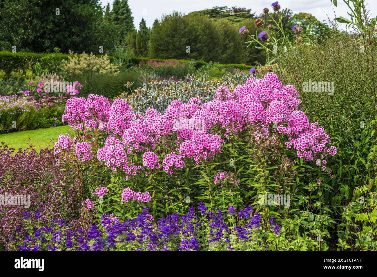 Alte piante rosa e resistenti di phlox in piena fioritura in un grande bordo erbaceo contro gli eringi blu. Foto Stock