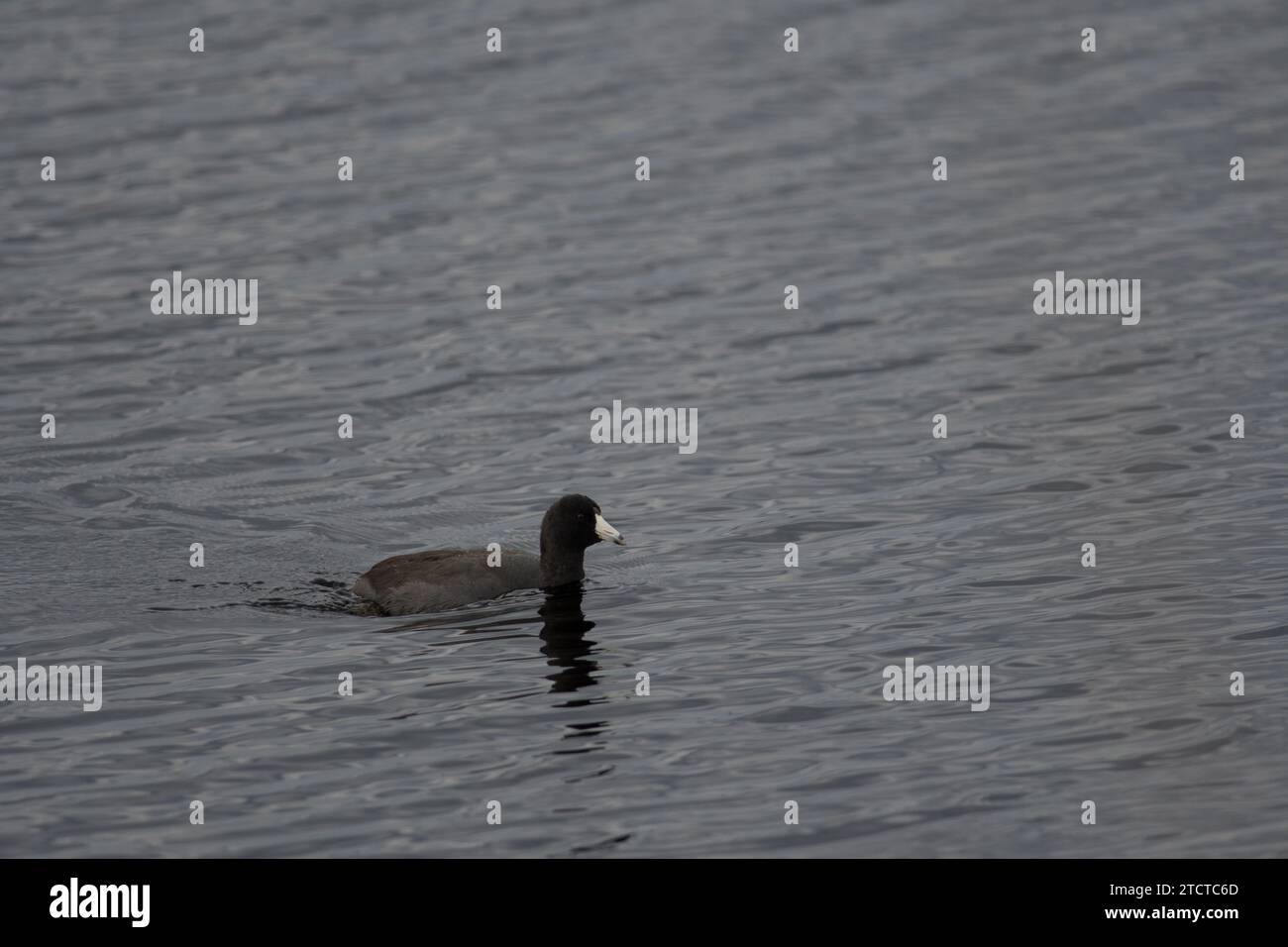 American Coot che nuota attraverso lo stagno al Montezuma National Wildlife Refuge Foto Stock