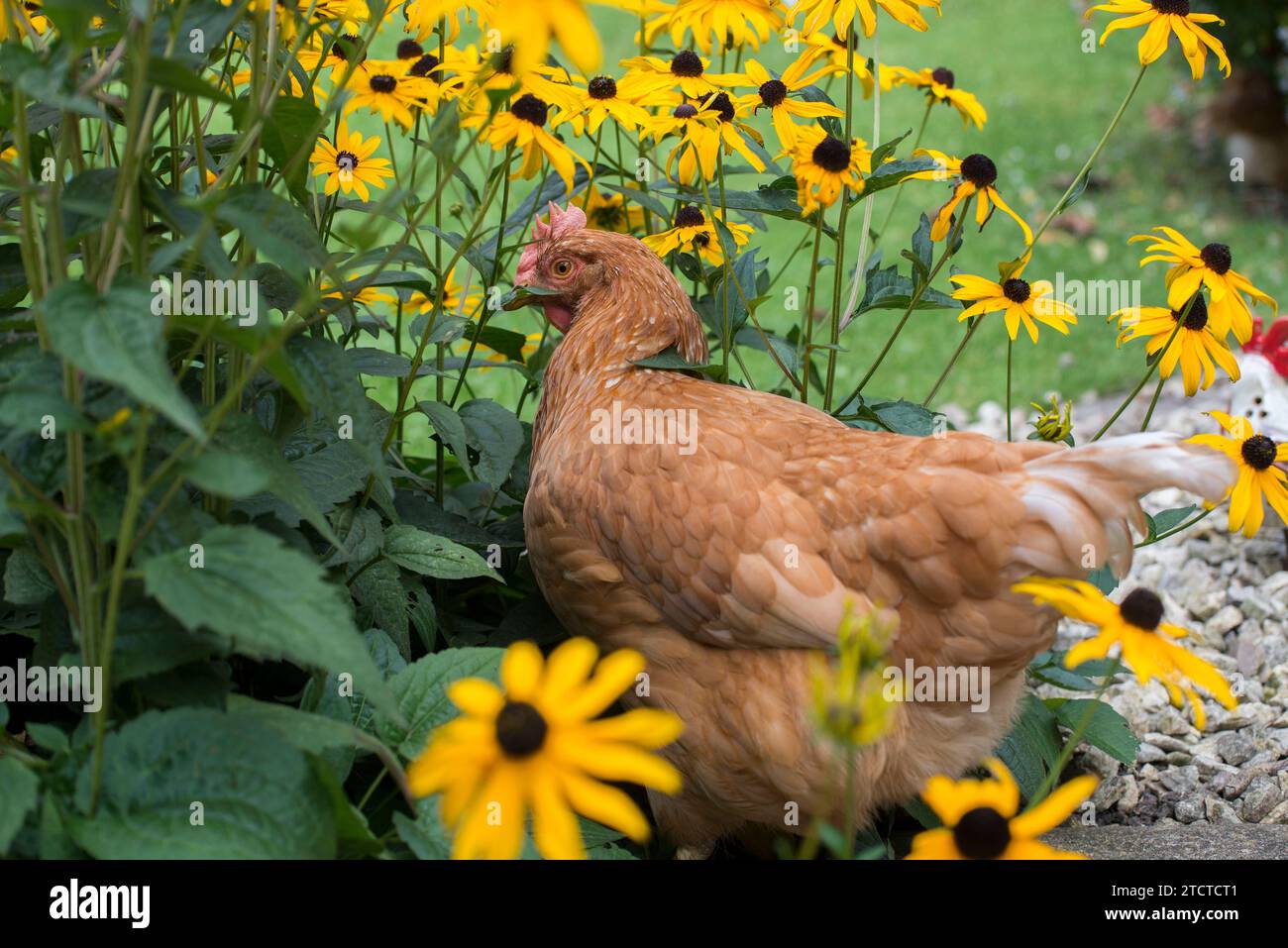 Una gallina che esplora i fiori di Rudbeckia in un giardino britannico Foto Stock