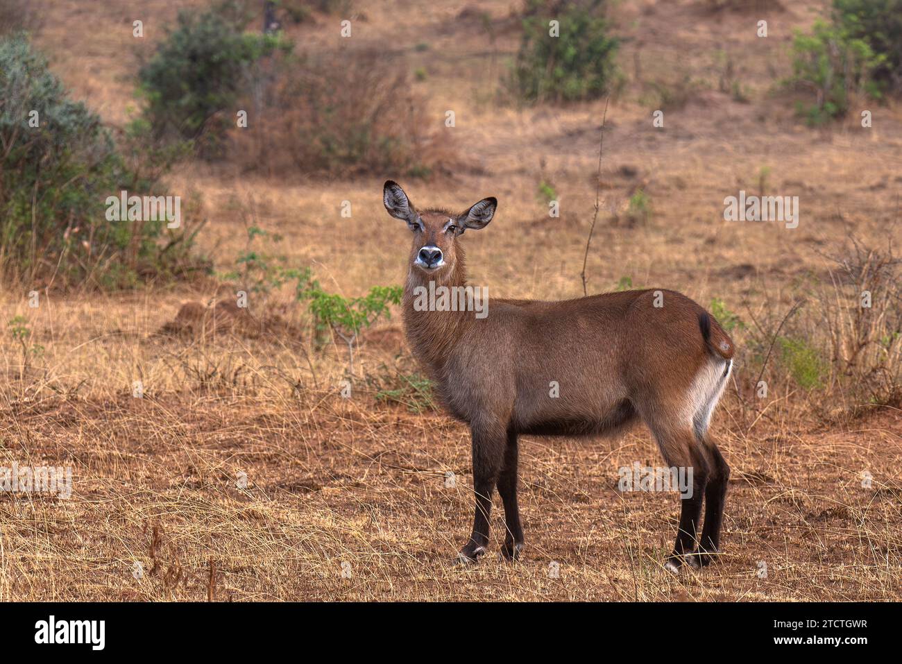 Waterbuck al parco nazionale Murchison Falls, Uganda Foto Stock