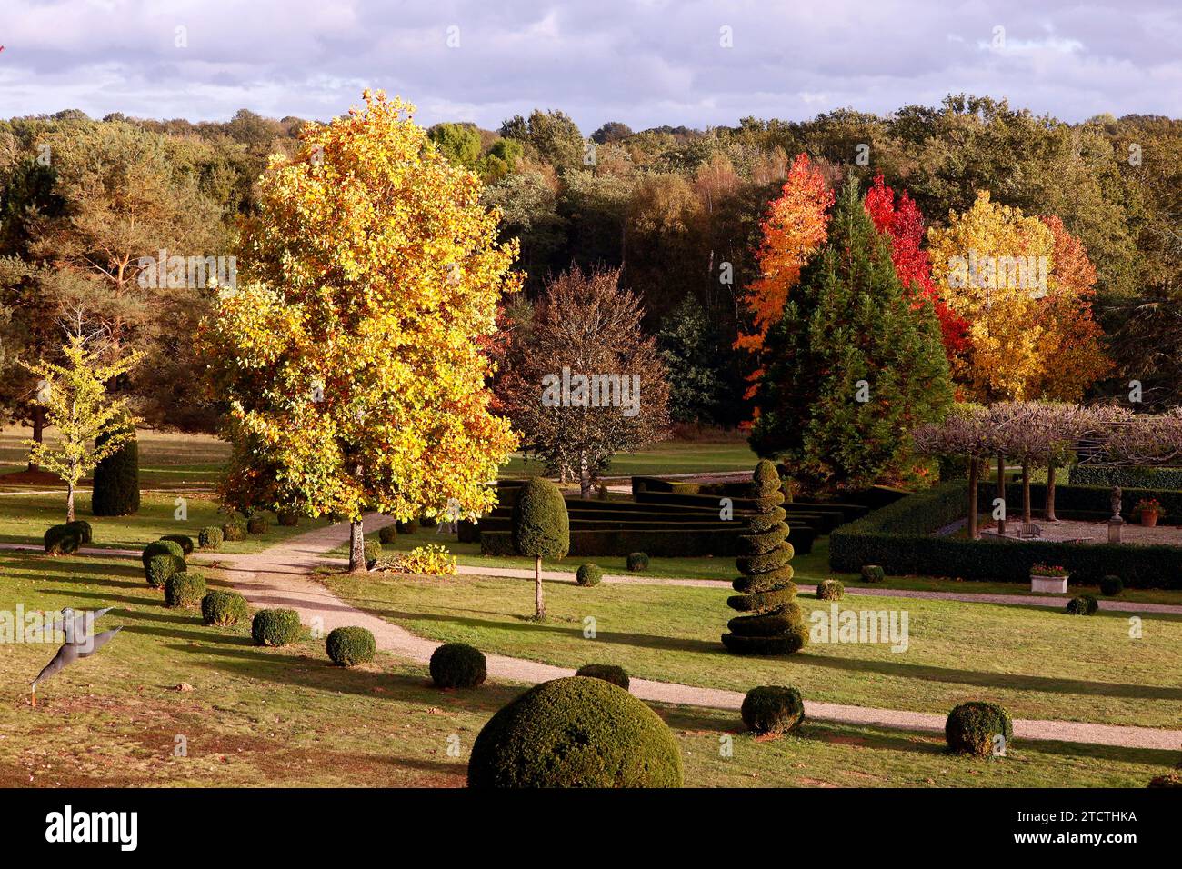 Gli ultimi giorni dell'autunno. Acero in giardino privato. Foglie rosse. Foto Stock