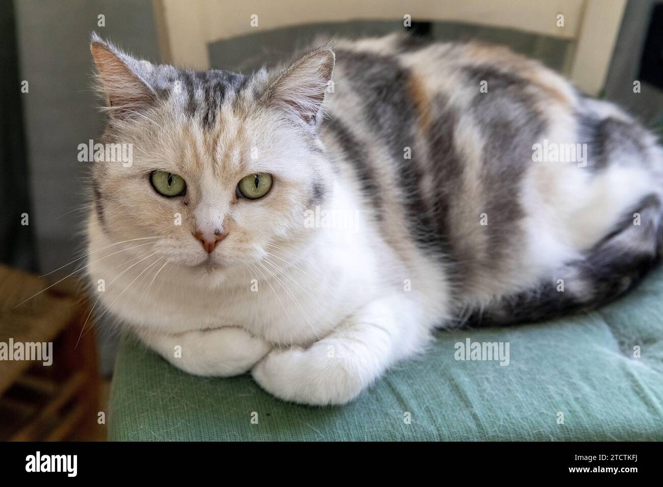 Gatto seduto su una sedia a Parigi, in Francia Foto Stock