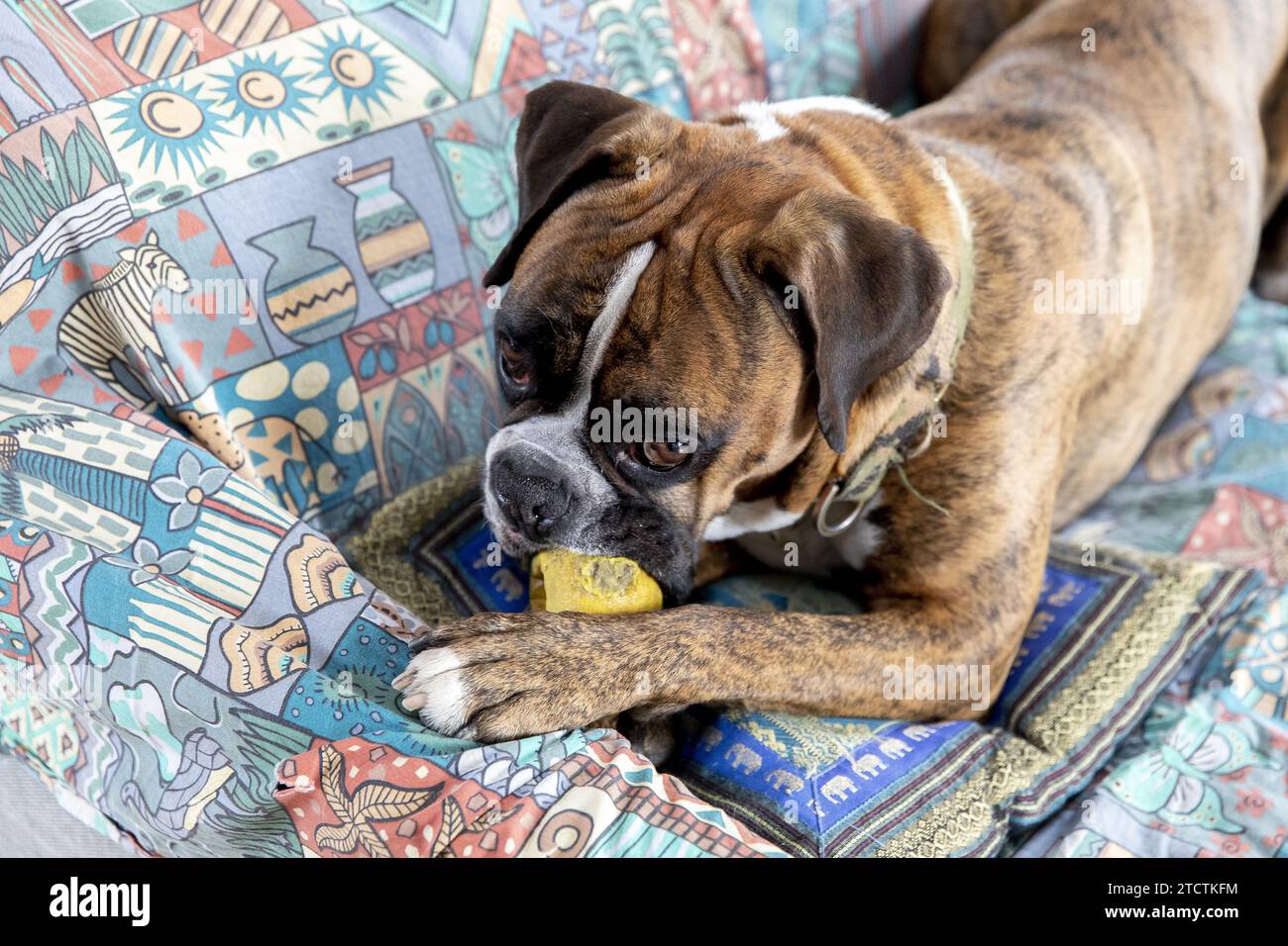 Cane che masticava una palla su un divano a Parigi, in Francia Foto Stock