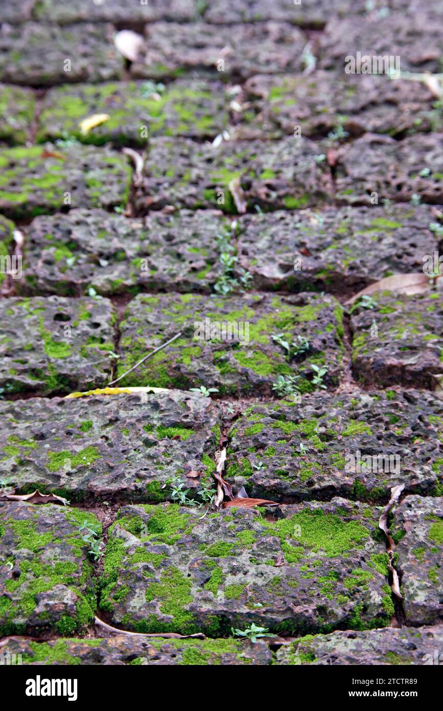 Vecchie pietre di pavimentazione ricoperte di muschio verde. Foto Stock