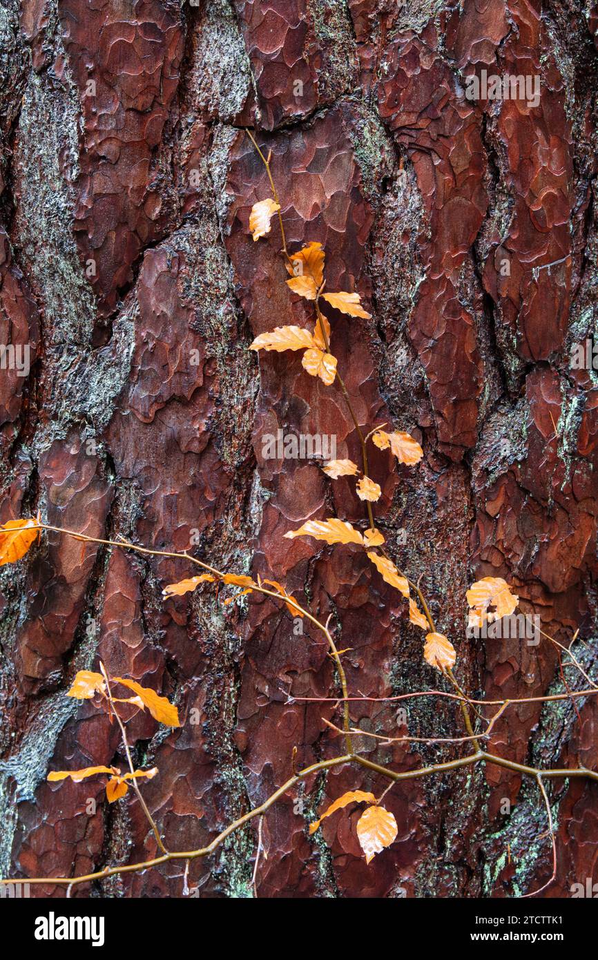 Pinus sylvestris. Corteccia di pino scozzese e piccoli rami di faggio. Scozia Foto Stock