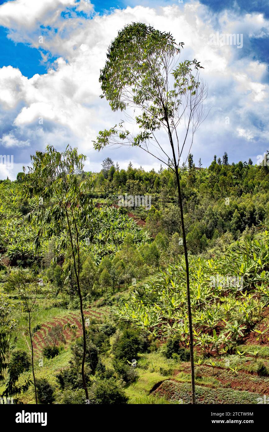 Alberi e campi coltivati nel Ruanda centrale Foto Stock