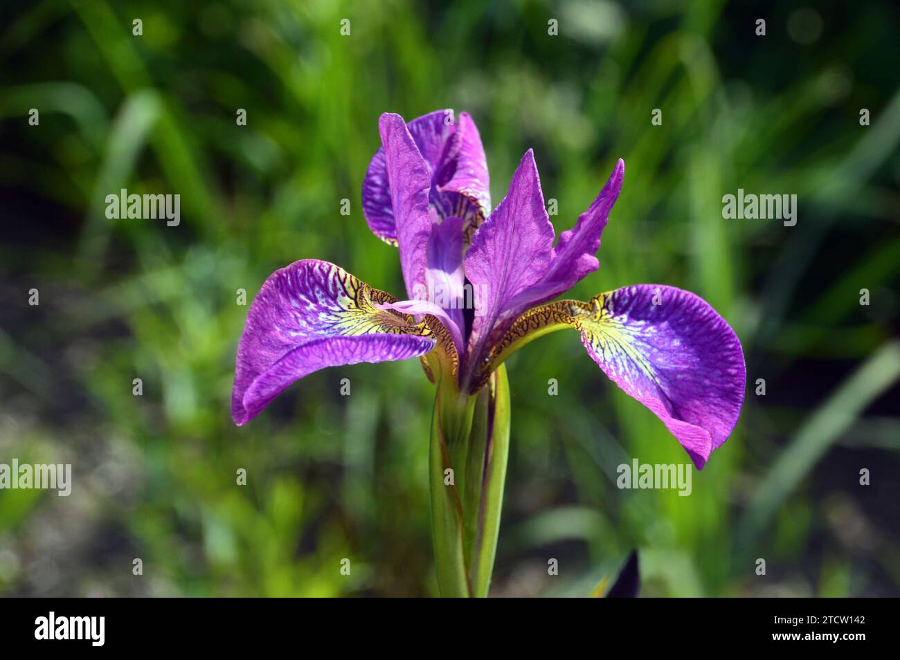 Fiore singolo alto Viola Siberian Iris "Sparkling Rose" coltivato nei confini presso RHS Bridgewater, Worsley, Salford, Greater Manchester, Regno Unito. Foto Stock