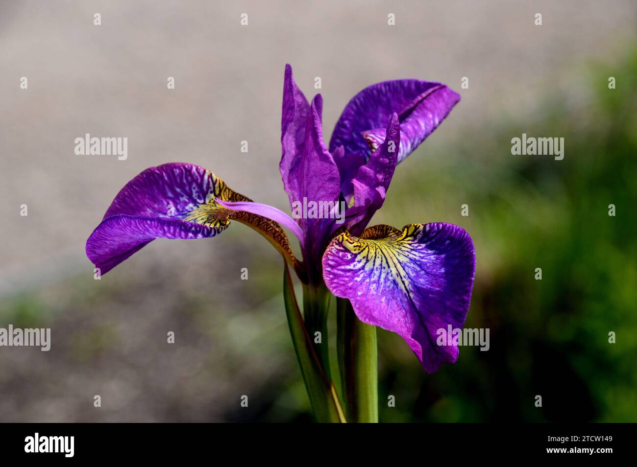 Fiore singolo alto Viola Siberian Iris "Sparkling Rose" coltivato nei confini presso RHS Bridgewater, Worsley, Salford, Greater Manchester, Regno Unito. Foto Stock