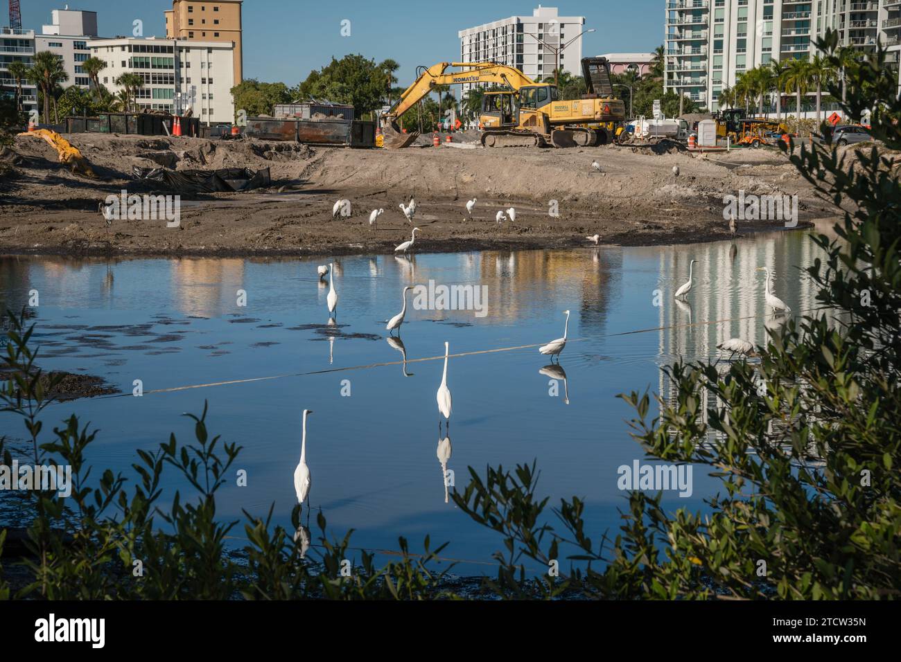 Gli uccelli in un piccolo stagno inquinato mentre lo sviluppo immobiliare invade il loro habitat. Foto Stock