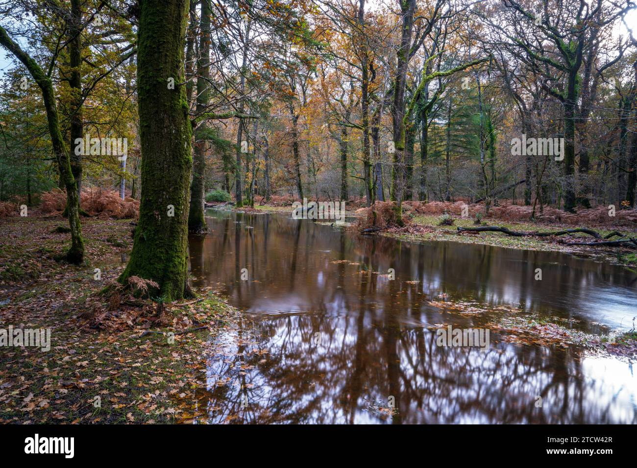 Blackwater Stream nella New Forest dopo una forte pioggia, Brockenhurst, Hampshire, Regno Unito Foto Stock