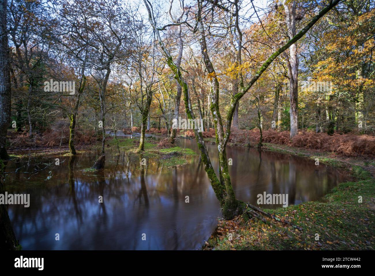 Blackwater Stream nella New Forest dopo una forte pioggia, Brockenhurst, Hampshire, Regno Unito Foto Stock