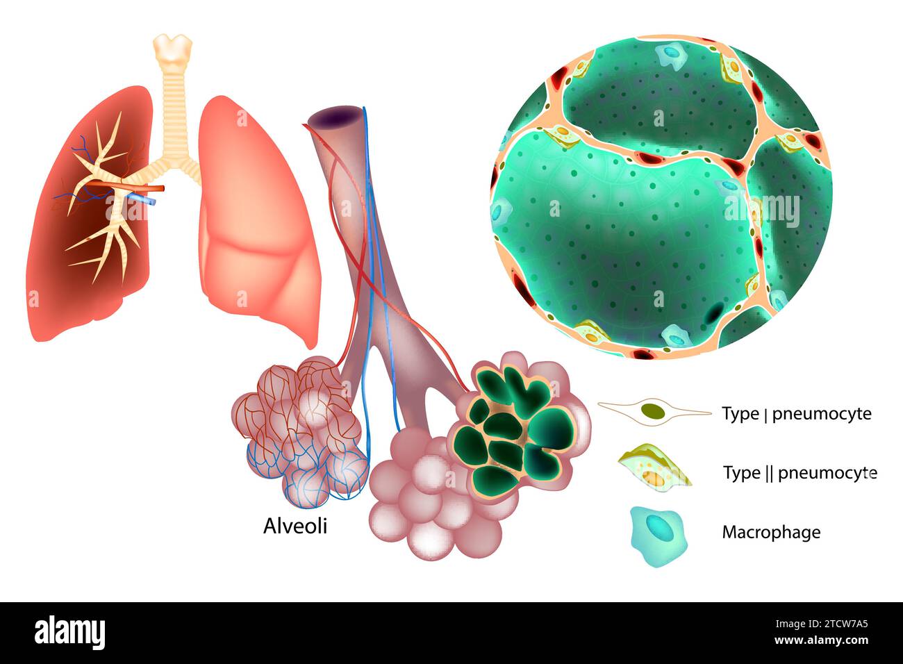 Illustrazione medica delle cellule pneumocitarie di tipo 1 e 2, macrofagi. Ha prodotto Mucins. Tessuto polmonare e alveolo polmonare. Illustrazione Vettoriale