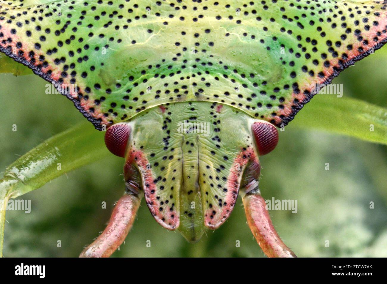 Primo piano della ninfa di Hawthorn Shieldbug (Acanthosoma haemorrhoidale). Tipperary, Irlanda Foto Stock