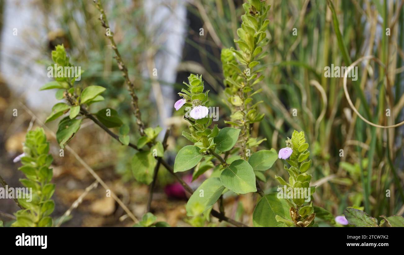 Primo piano del fiore di Justicia glauca nome botanico Justicia glauca famiglia Acanthaceae o Acanthus. Avvistato sulla strada per kodaikanal. Foto Stock