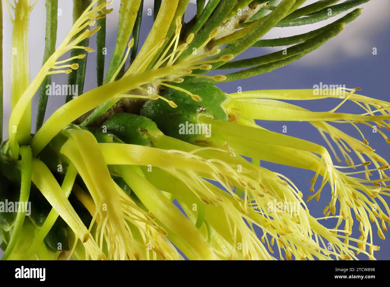Primo piano della "forma gialla" del pennello da bottiglia a un lato (Calothamnus quadrifidus), che mostra fiori disposti nell'infiorescenza Foto Stock