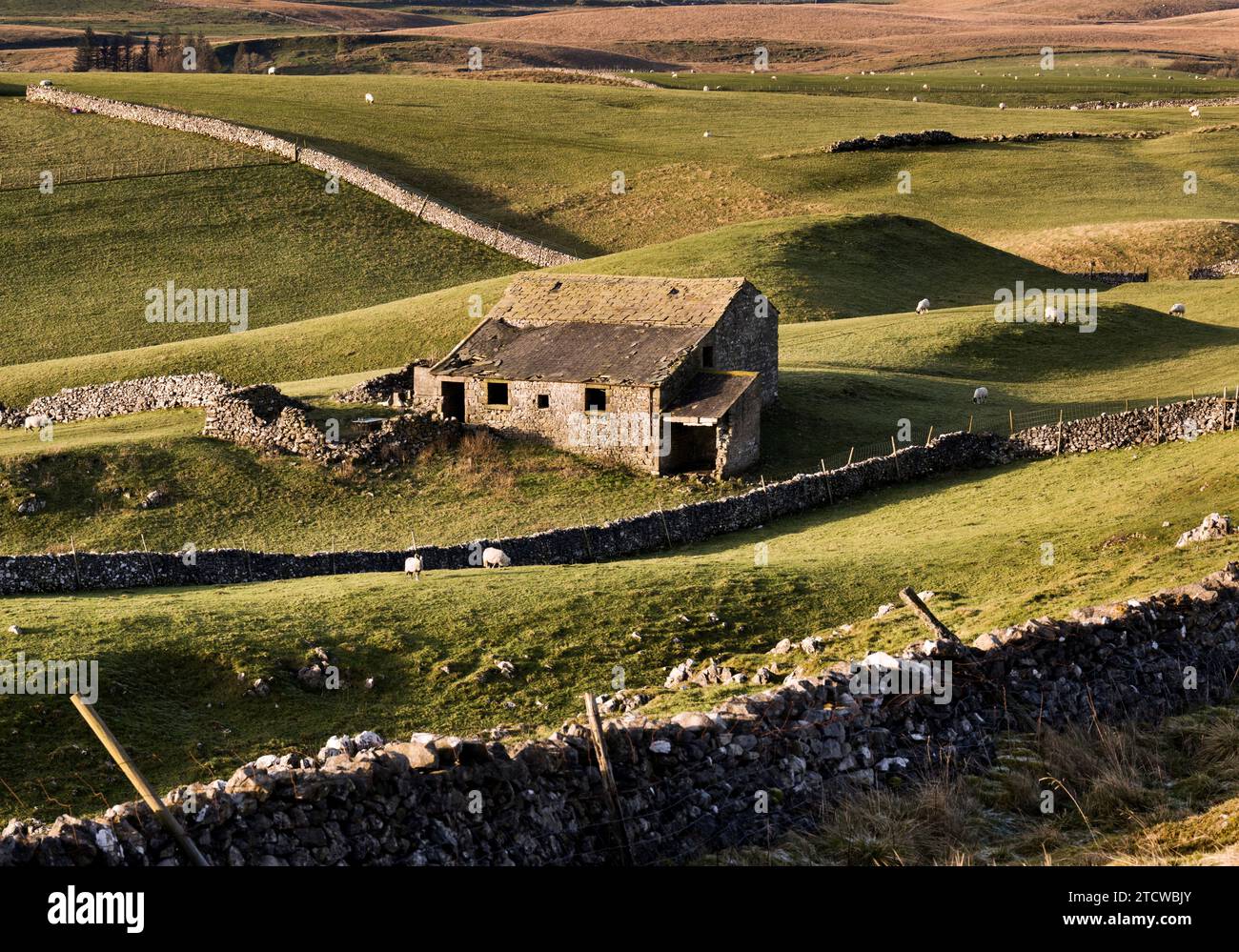 Un fienile tradizionale in un paesaggio di muretti a secco e tamburi glaciali vicino a Horton a Ribblesdale, Yorkshire Dales National Park. Foto Stock
