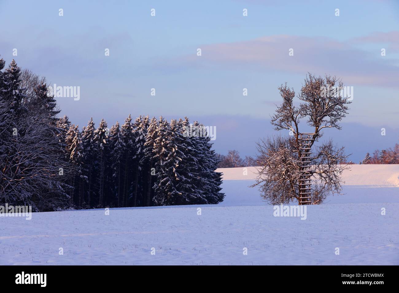 Winter, Baum, Bayern, Oberpfalz, Winterbaum, Schnee, Eis, Winterlandschaft, Schneelandschaft a Sulzbach Rosenberg bei Amberg Foto Stock