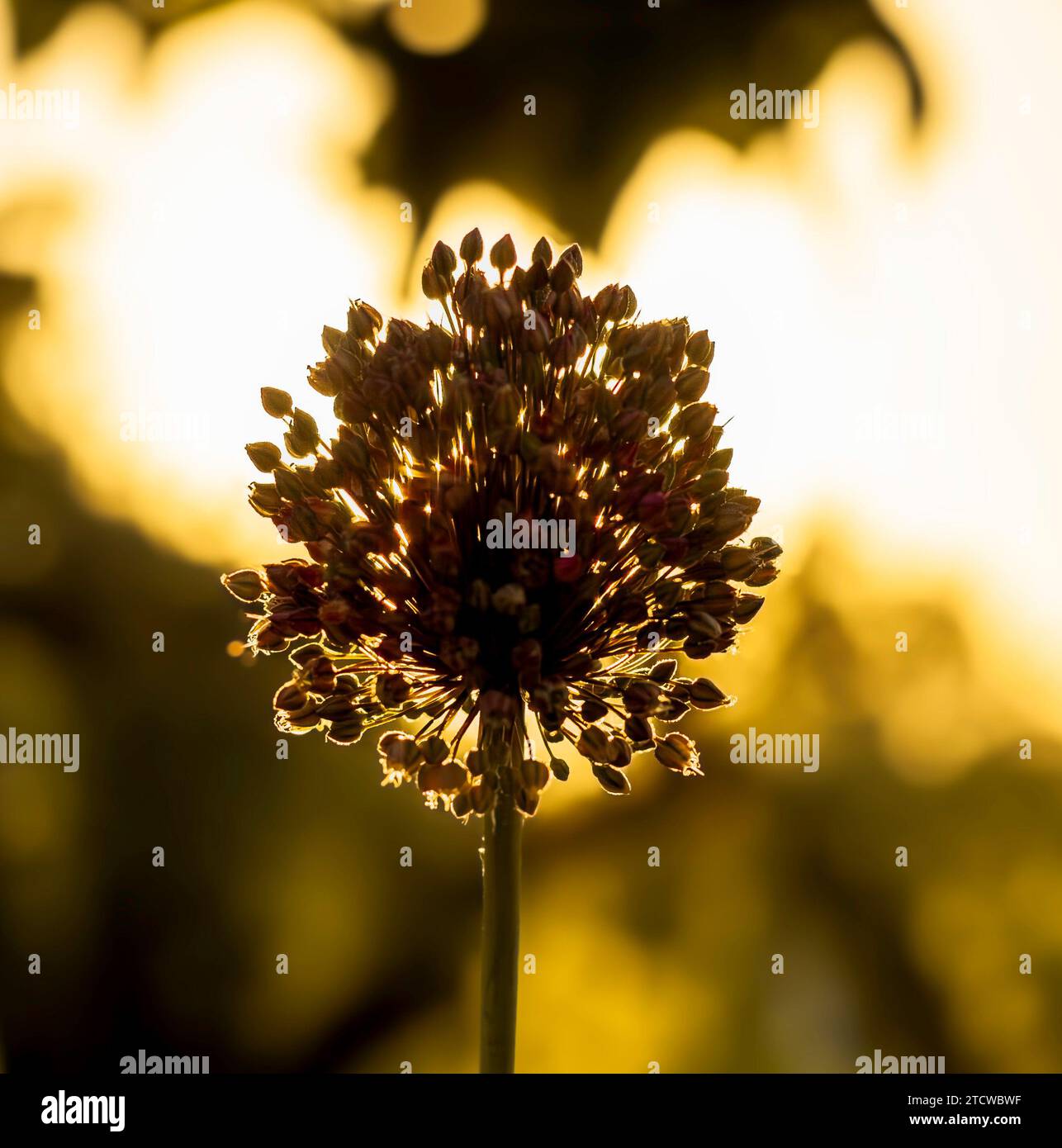 Testa di fiore di porro selvatico, silhoutato dal sole che tramonta. Foto Stock