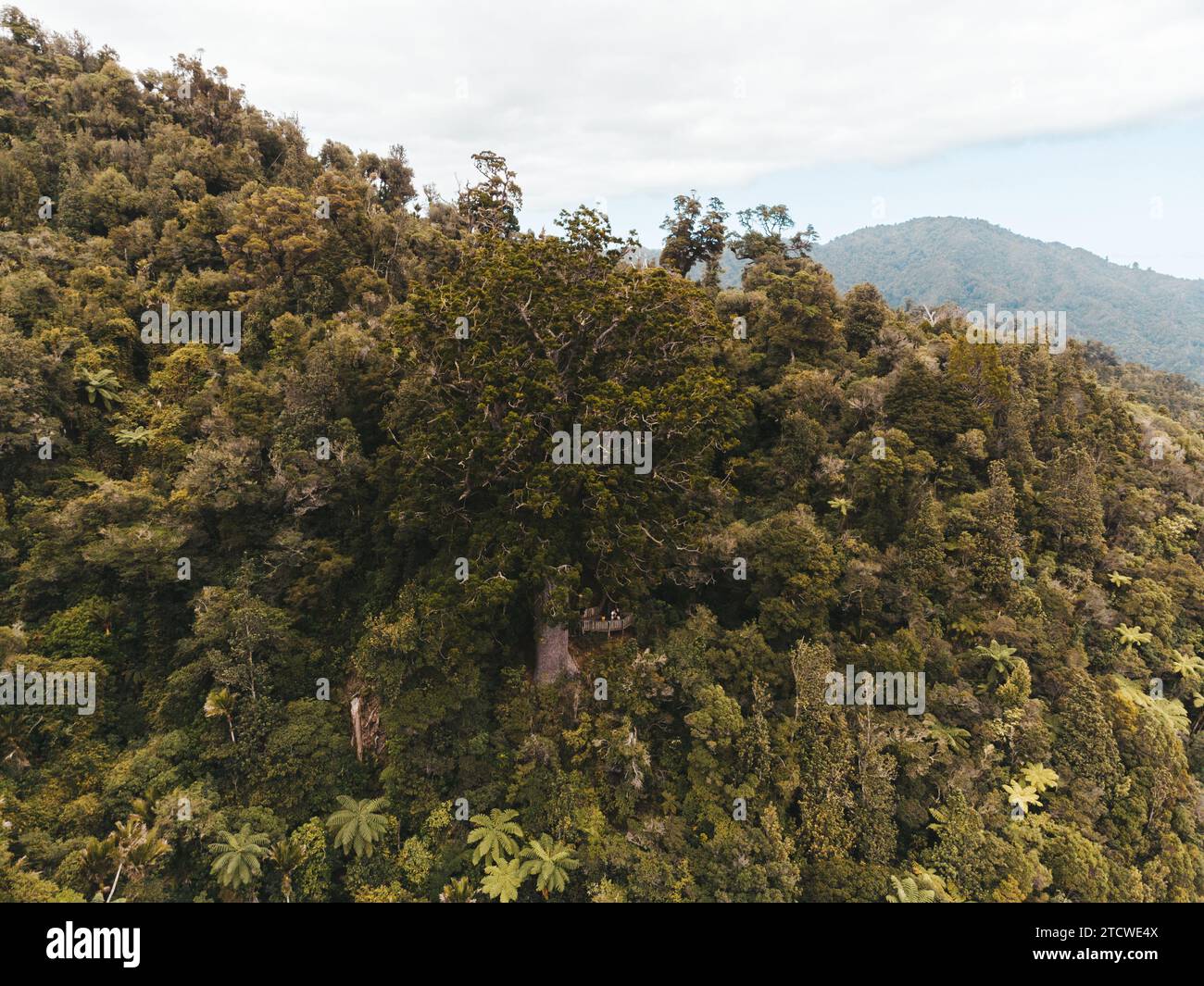 Foto con droni di un albero nativo della nuova Zelanda circondato da flora e fauna a Taranaki. Foto Stock