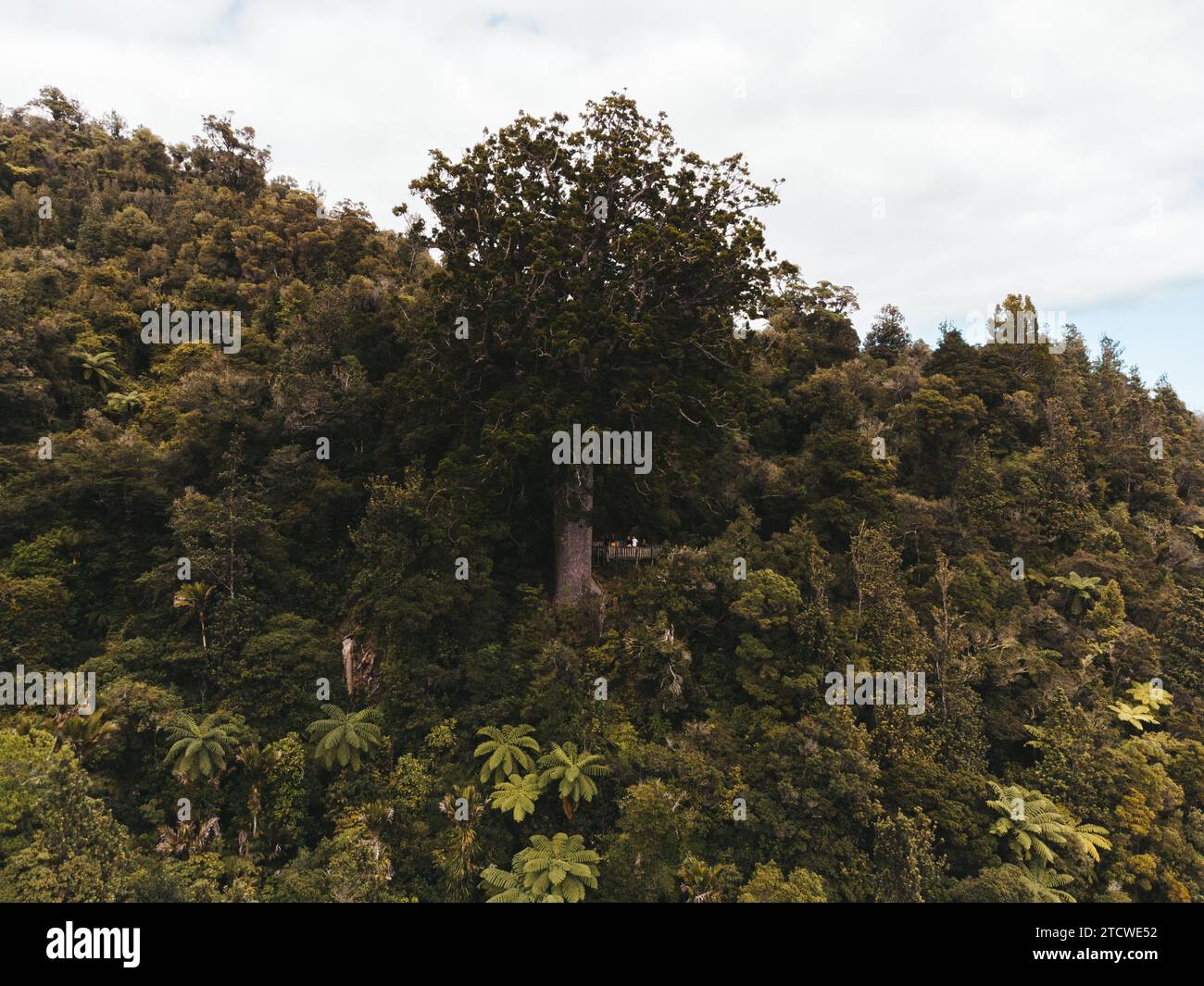Foto con droni di un albero nativo della nuova Zelanda circondato da flora e fauna a Taranaki. Foto Stock