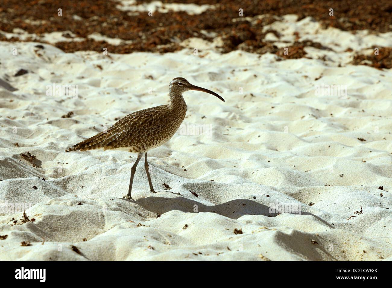 Curlew Numenius arquata, Beach, El Cotillo, Fuerteventura, Isole Canarie, Spagna. Foto Stock