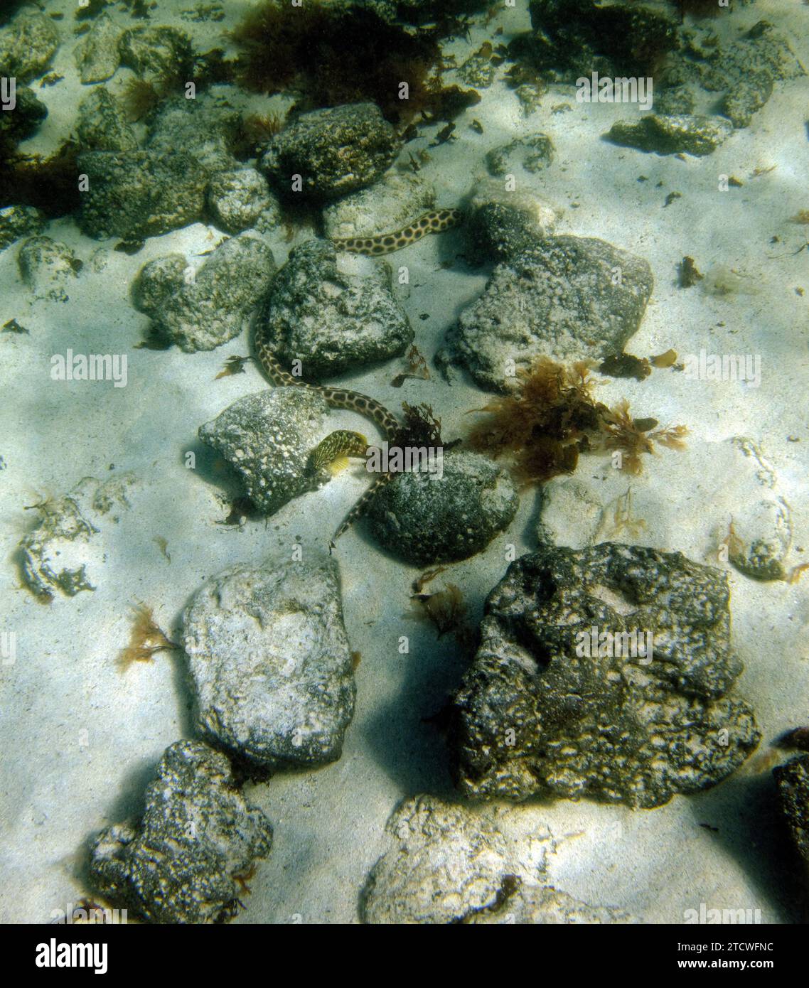 Snake Eel Ophichthus ophis, El Cotillo, Fuerteventura, Isole Canarie, Spagna. Foto Stock