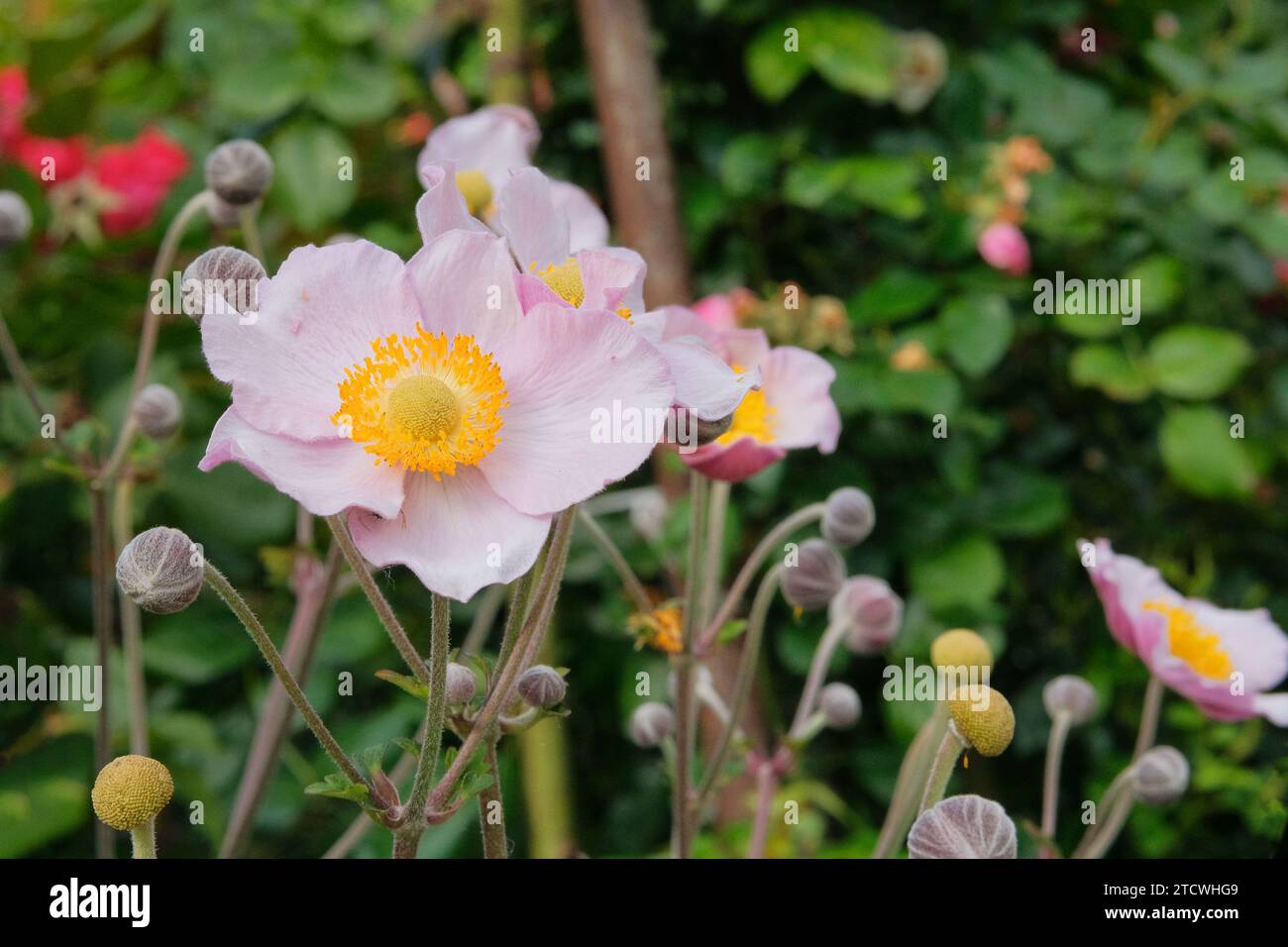 Anemone Loreley. Fiori estivi su sfondo sfocato di erba verde. Coltivato per i suoi fiori romantici. Foto Stock