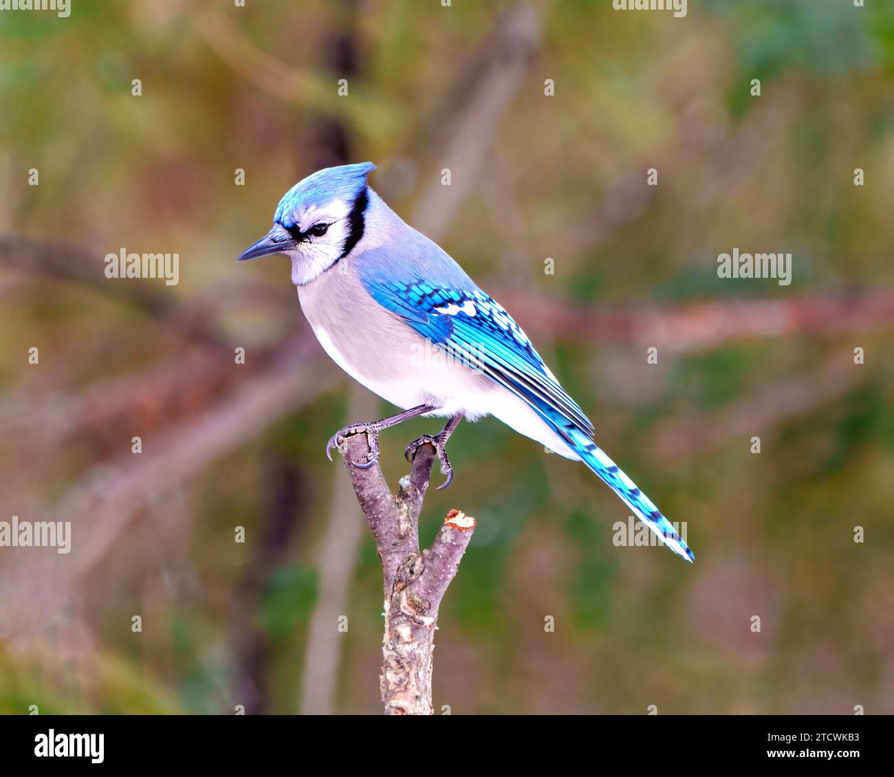 Blue Jay primo piano vista laterale appollaiata su un ramo d'albero con uno sfondo di foresta sfocato nel suo ambiente e habitat circostante che mostra una piuma blu Foto Stock