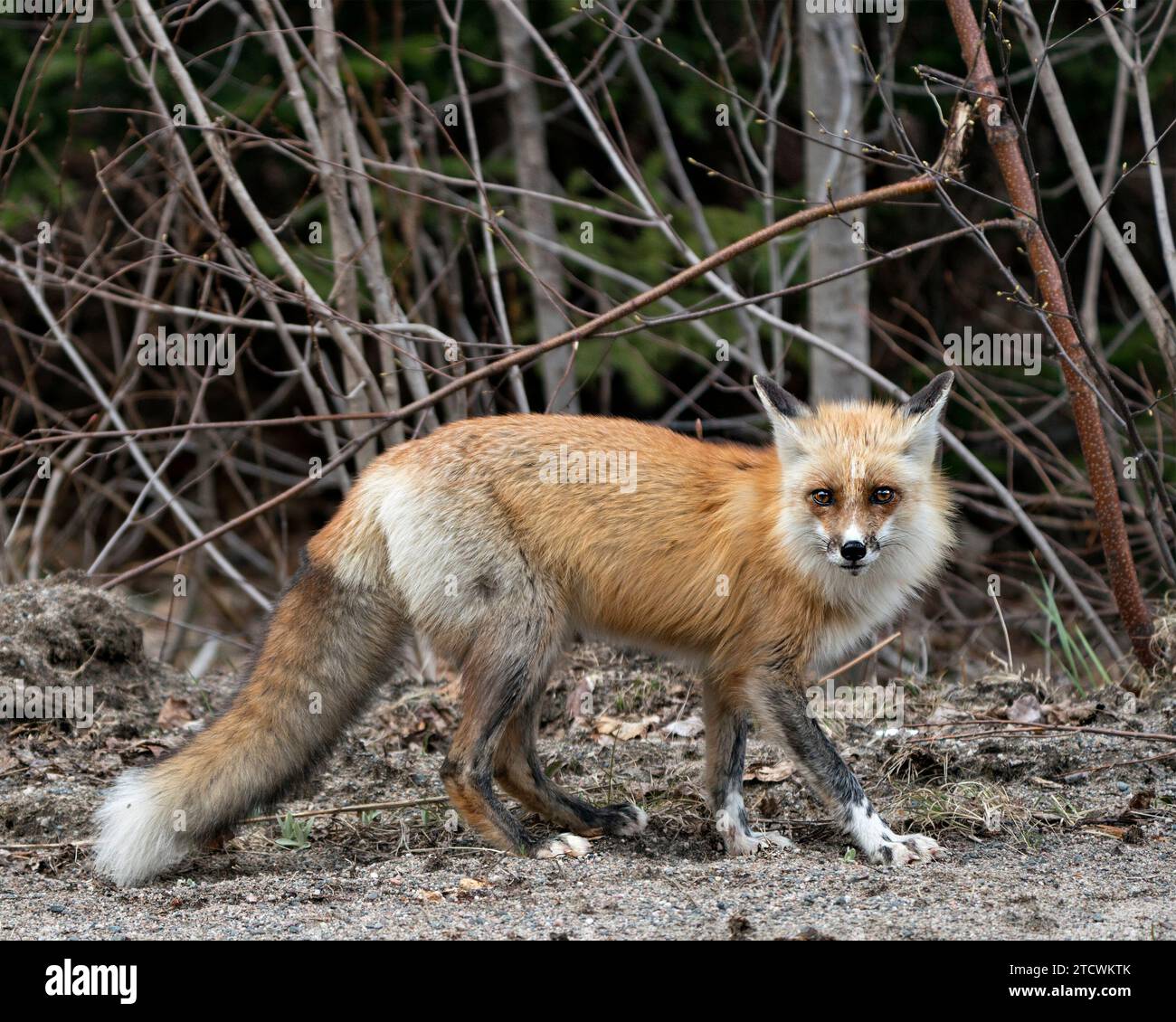 Vista laterale del profilo della volpe rossa in primo piano guardando la telecamera con uno sfondo di foresta sfocata nel suo ambiente e habitat. Immagine Fox. Immagine. Verticale. Foto Stock