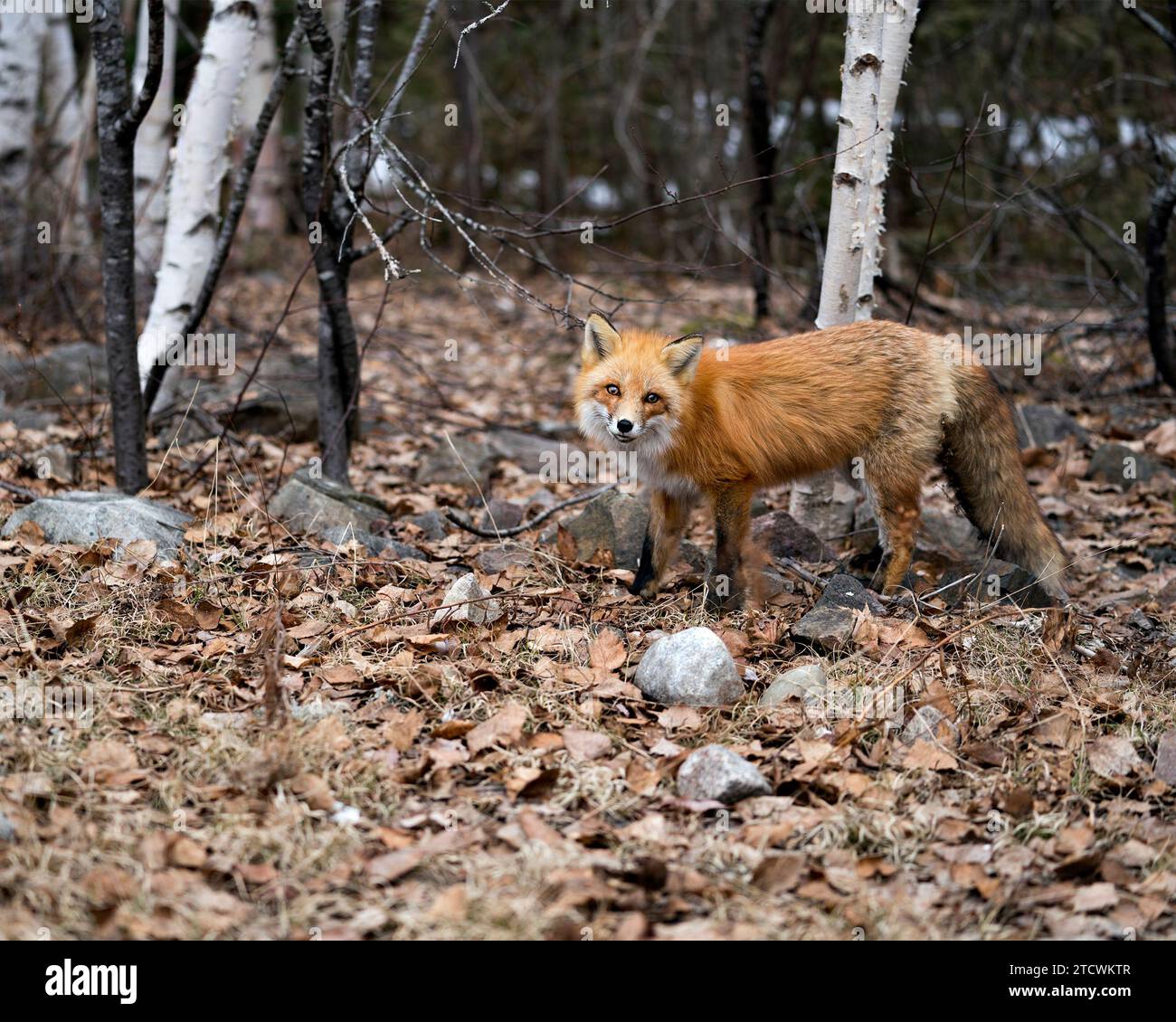 Red Fox primo piano profilo vista laterale guardando la fotocamera nella stagione primaverile con una sfocatura sfondo alberi di betulla nel suo ambiente e habitat. Immagine. Foto Stock