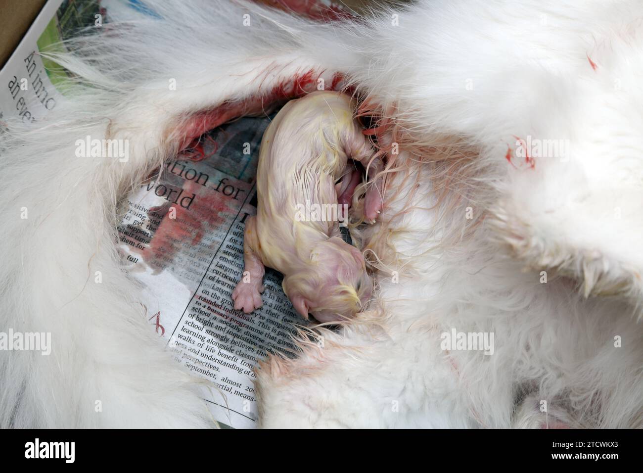 Gatto angora turco che partorisce Foto Stock