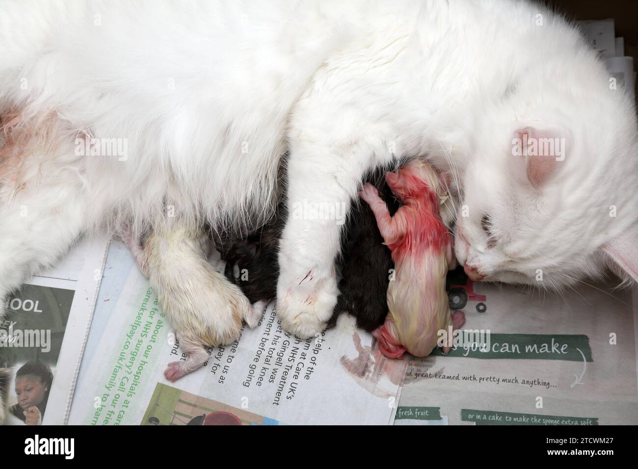 Turco Angora Cat abbracciando i suoi gattini neonati Foto Stock