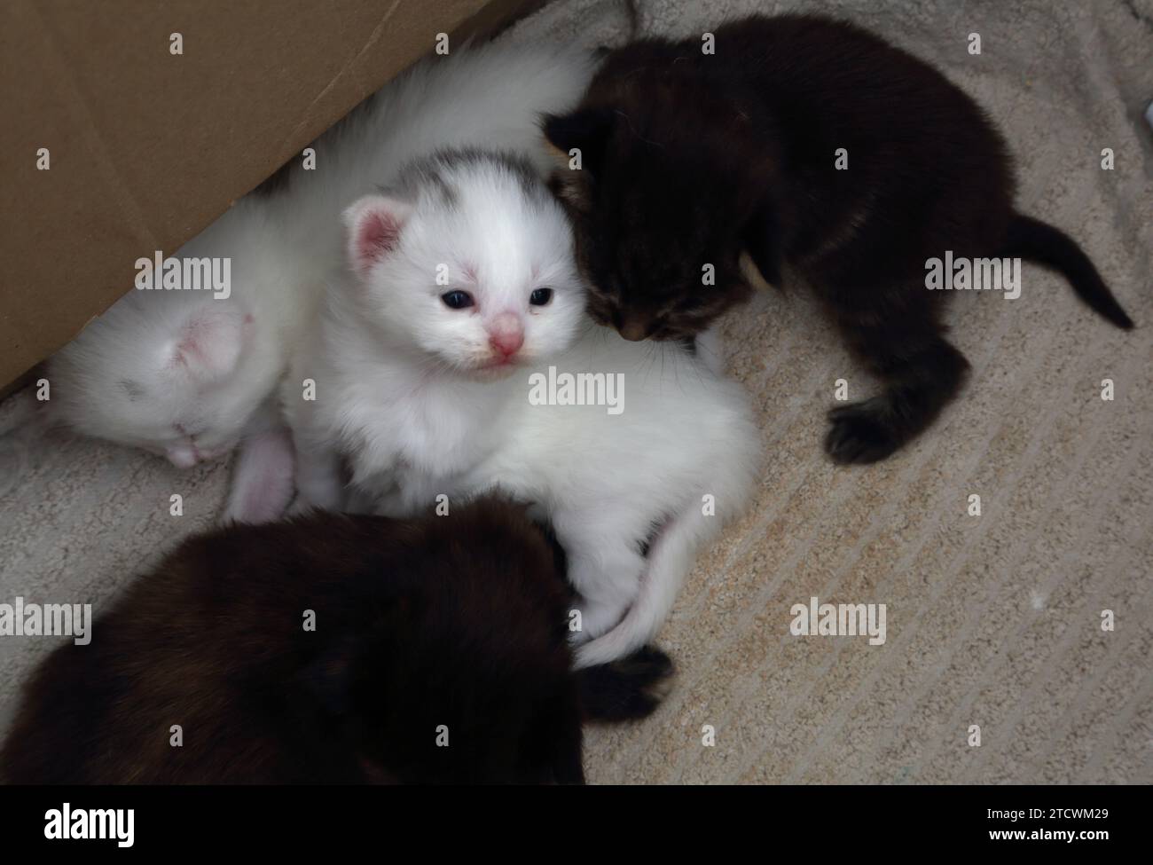 17 giorni Old Turkish Angora Kitten in scatola di cartone con gli occhi aperti Foto Stock
