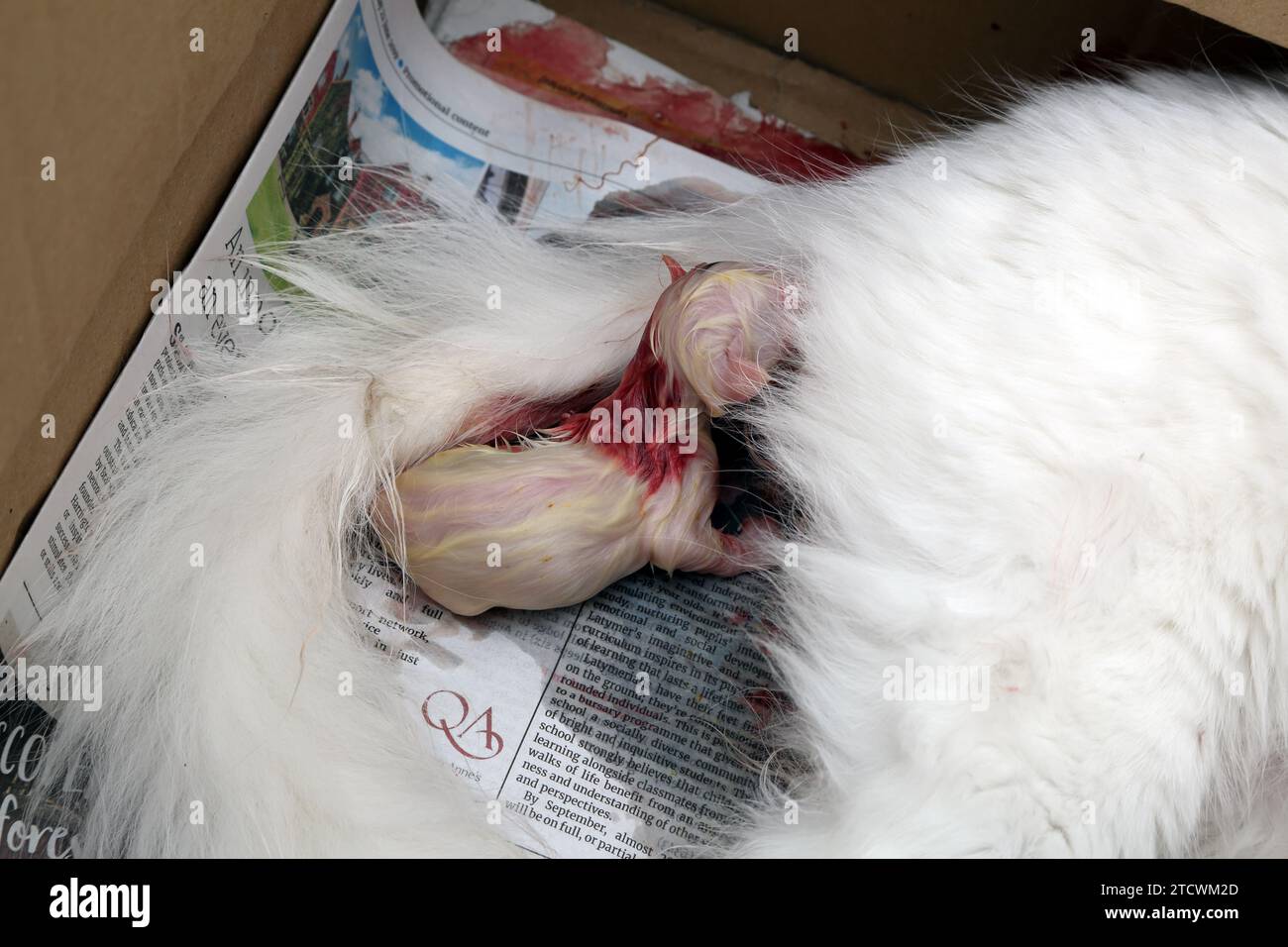 Gatto angora turco che partorisce Foto Stock