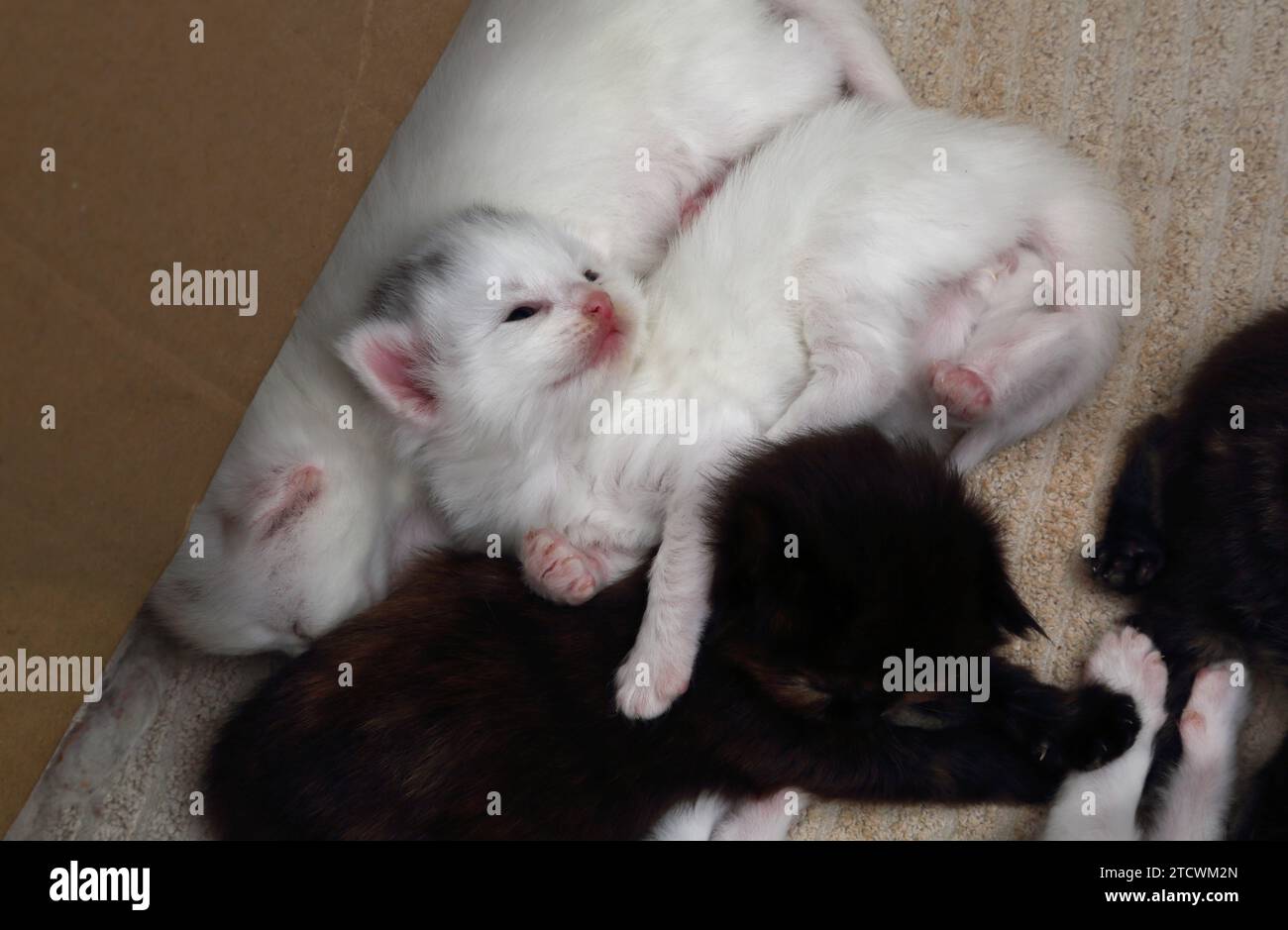 Primo piano di 17 giorni Old Turkish Angora Cross Kittens dormendo insieme Foto Stock