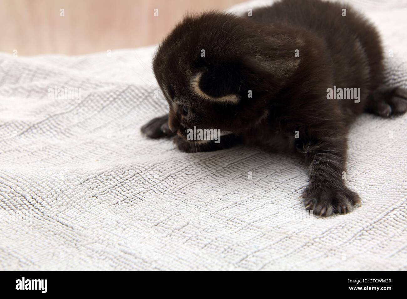 17 giorni Old Tabby Turkish Angora Cross Kitten Foto Stock