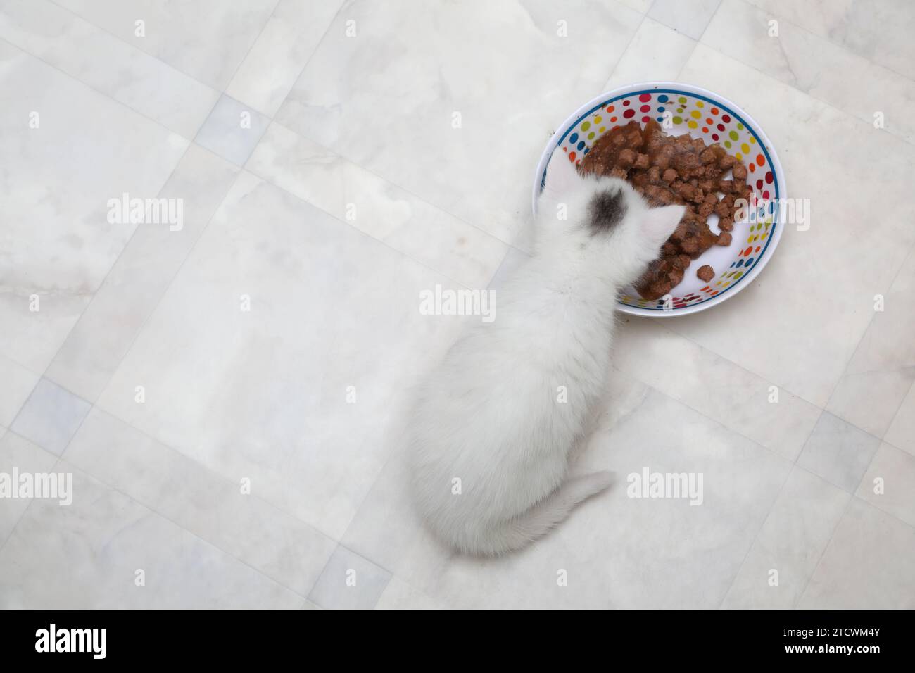 Gattino bianco turco Angora con marchio Grigio in testa che mangia Wet Food Surrey Inghilterra Foto Stock