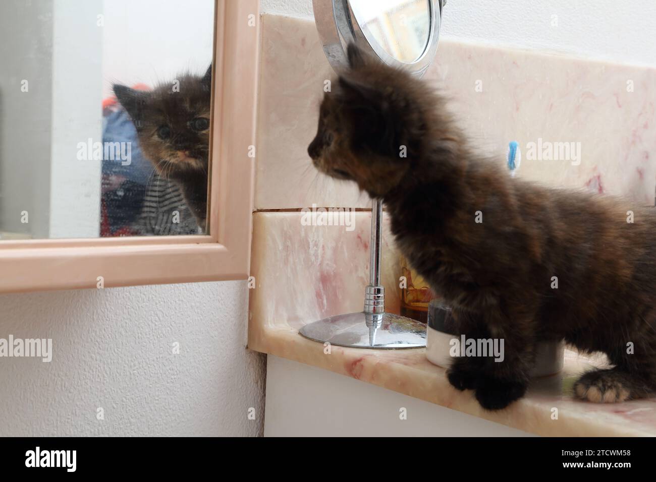 Un gattino turco Angora Cross di 7 settimane che guarda il suo riflesso nel bagno Mirror Surrey Inghilterra Foto Stock