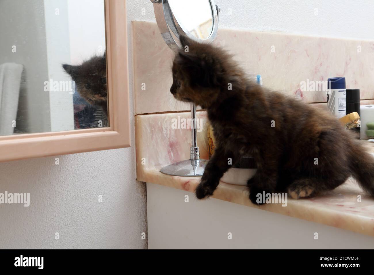 Un gattino turco Angora Cross di 7 settimane che guarda il suo riflesso nel bagno Mirror Surrey Inghilterra Foto Stock