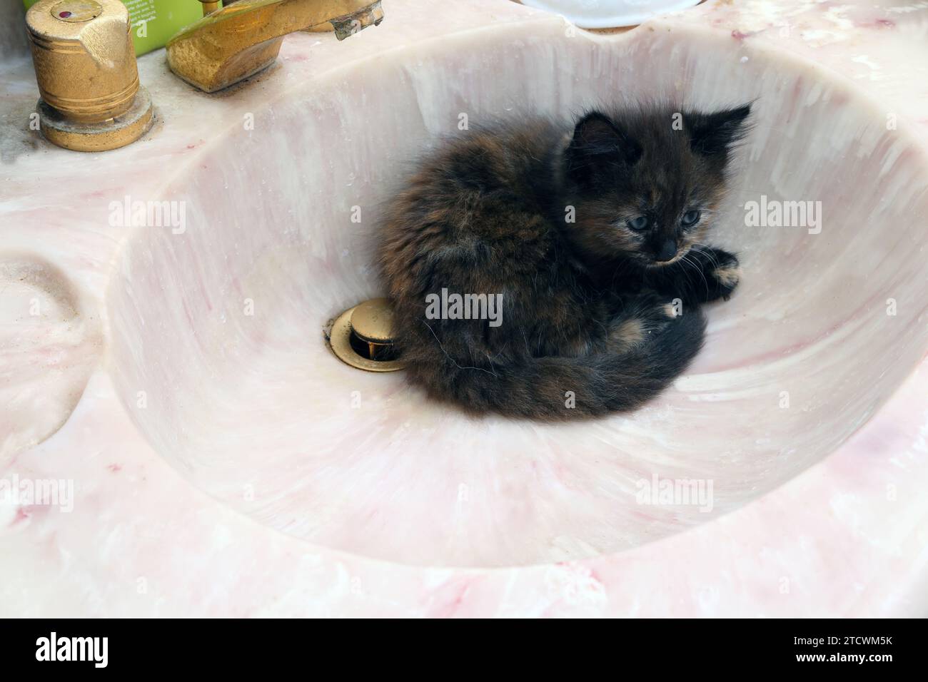 7 settimane Old Tortoiseshell Turkish Angora Cross Kitten si è arrotolato in bagno vuoto Basin Surrey Inghilterra Foto Stock