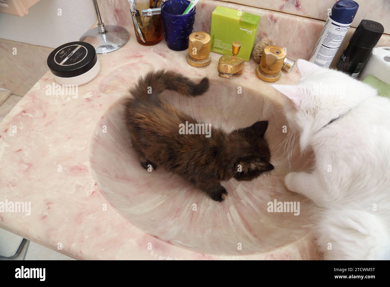7 settimane Old Tortoiseshell turco Angora Cross Kitten con sua madre che gioca in bagno Basin Surrey Inghilterra Foto Stock