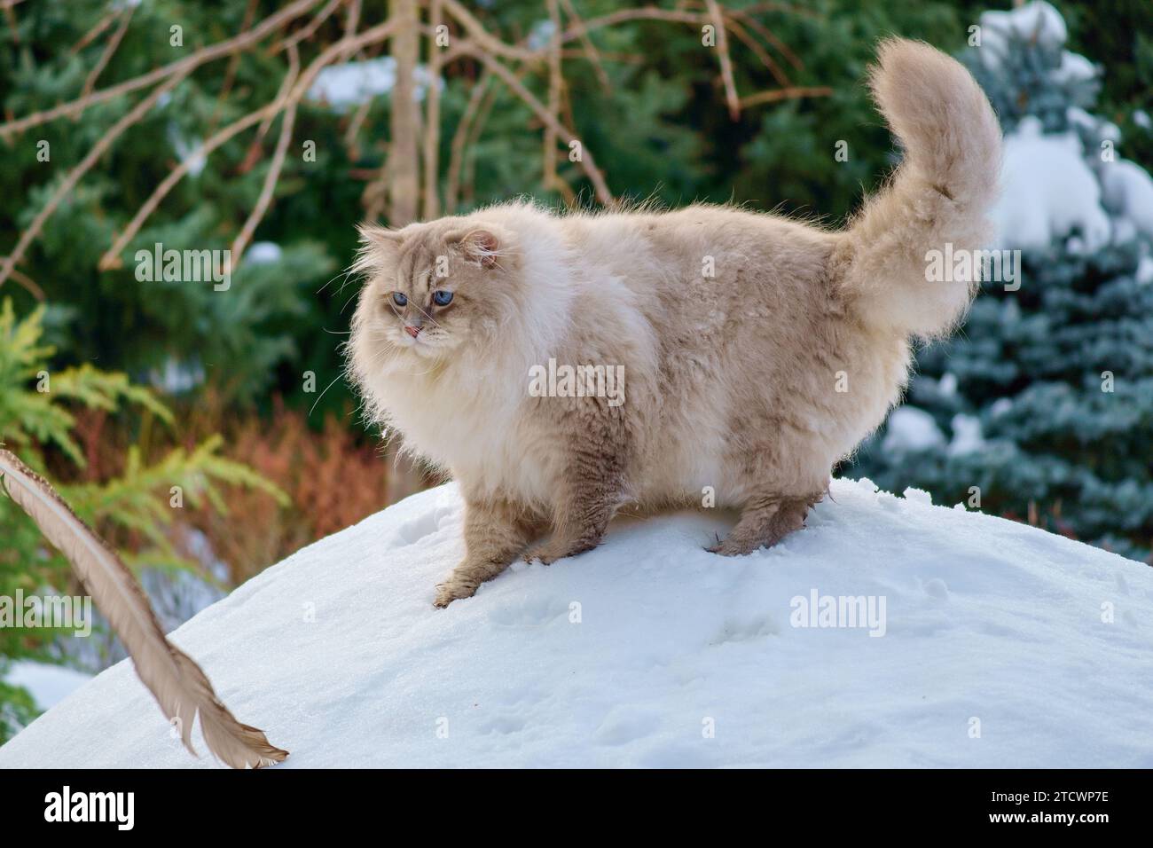 Gatto della Neva mascherato con occhi blu nella neve. Foto Stock