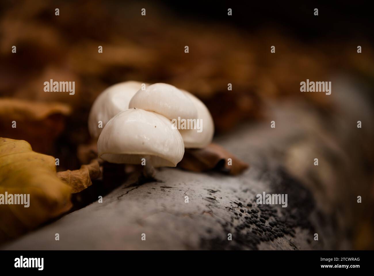 Funghi nella foresta naturale autunnale, montagne dei Carpazi, Ucraina Foto Stock